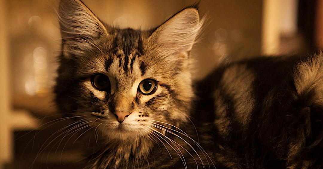 Emma Brown BVSc PGDip MRCVS CCAB, RCVS Advanced Practitioner in Companion Animal Behaviour & Lynne Taylor MA (Oxon) MA VetMB CCAB MRCVS