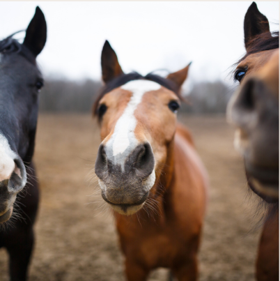Equine Sub-Committee